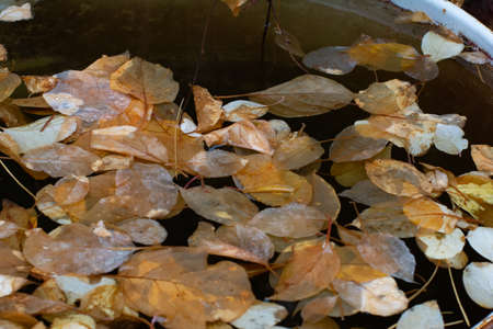 Yellow foliage floats on the surface of the waterの写真素材