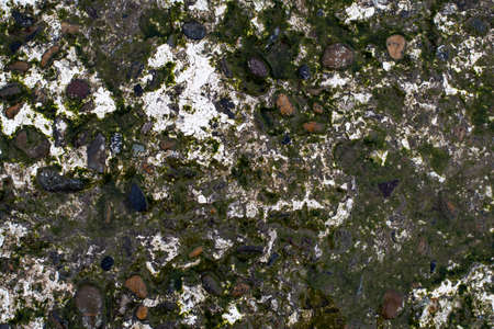 detailed texture of a concrete surface overgrown with mossの写真素材