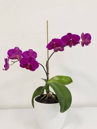 close up purple orchid in a white vase in an office isolated in white backgroundの写真素材