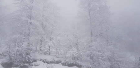 white Snow on ground with isolated treesの写真素材