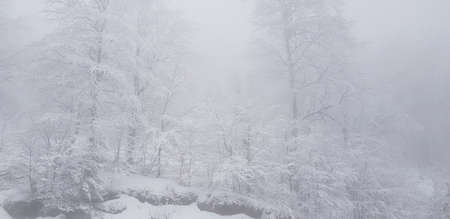 white Snow on ground with isolated treesの写真素材