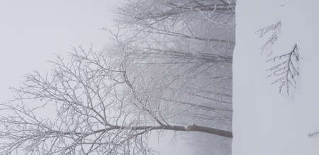 white Snow on ground with isolated treesの写真素材