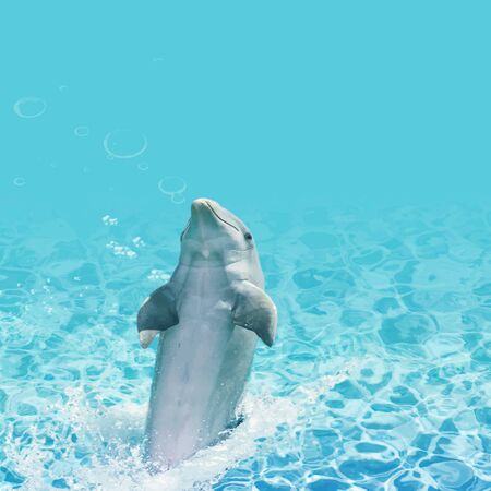 dolphin jump