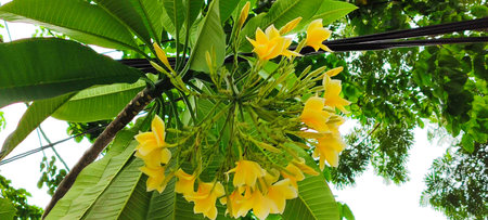 Yellow frangipani flowers blooming on tree in the garden