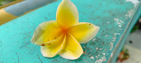 frangipani flower on old green wooden table, Thailand.
