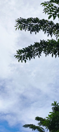 Green leaves and blue sky with white clouds. Natural background. Copy space.の写真素材