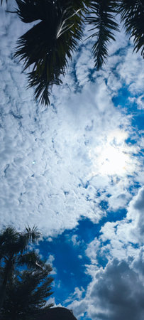 Palm trees and blue sky with white clouds. Tropical background.の写真素材