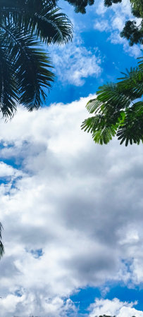 Palm leaves against the blue sky with clouds. Tropical background.の写真素材