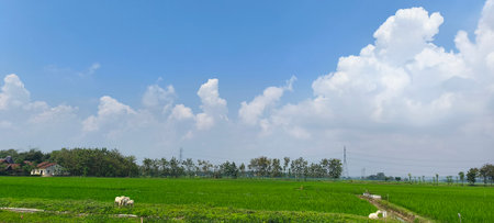 Panorama of rice field with blue sky and white cloud background.