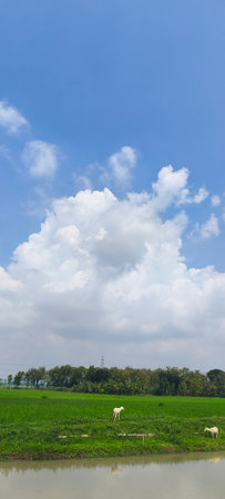 Beautiful landscape of green field and blue sky with white clouds.の写真素材