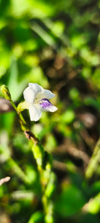 Trachyspermum grandiflorum)の写真素材