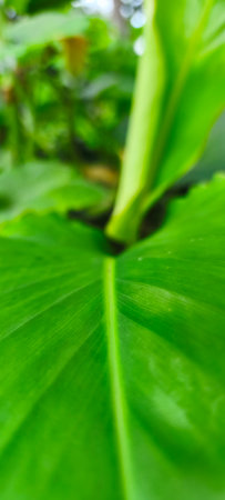 Close up of a green leaf with blurred background. Selective focus.の写真素材
