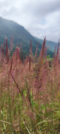 grass flower in the field with mountain background, selective focus point.の写真素材