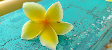 frangipani flower on turquoise wooden background, close upの写真素材