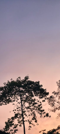 Silhouette of tree and sunset sky, nature background, soft focusの写真素材