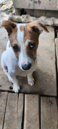 Jack russell terrier dog looking at the cameraの写真素材