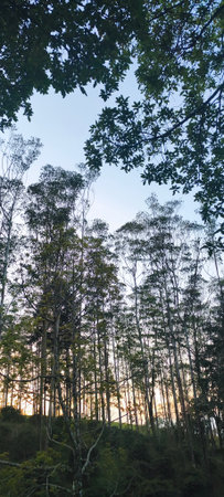 Beautiful landscape of pine forest at sunset in the morning. Natural background.