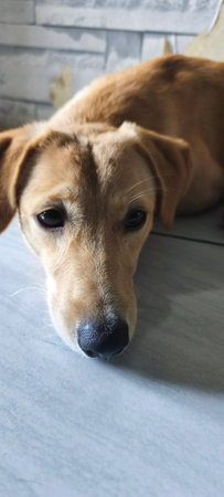 Portrait of a dog lying on the floor and looking at the cameraの写真素材