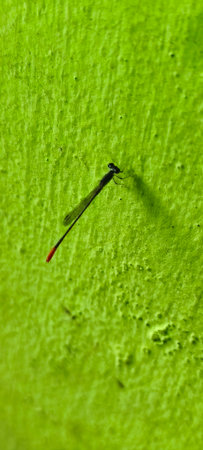 Dragonfly on a green leaf. Macro photography of a dragonfly.の写真素材