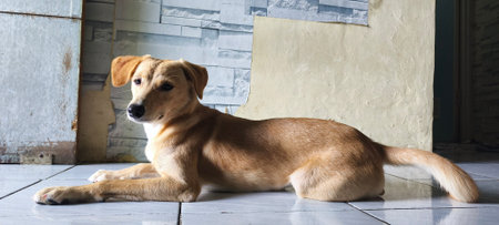 Stray dog on the floor in the house. The dog is sad.