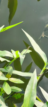 dragonfly on the green leaves in the pond, closeup of photoの写真素材