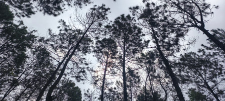 Silhouette of pine trees in the forest at sunset. High quality photo