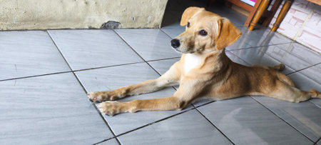 Dog lying on the floor in the house. Selective focus.の写真素材