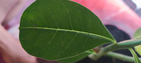 Close up of a green leaf of a ficus benjaminaの写真素材