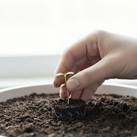 Woman's hand holding a small seedling in a pot of soilの素材