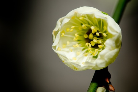 plum blossomの写真素材