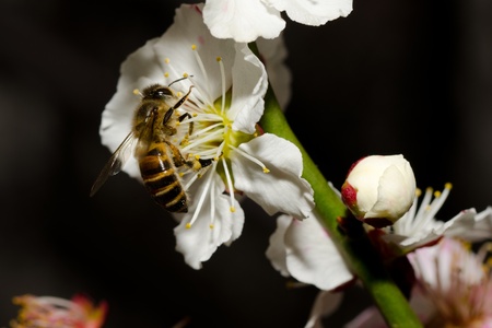 plum blossom and bee
