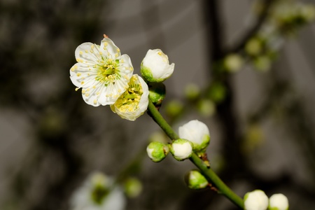 plum blossomの写真素材