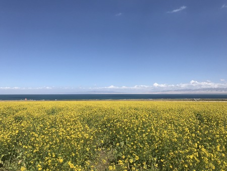 Qinghai Lakeの写真素材