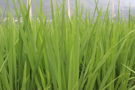 Closeup of green grassの写真素材