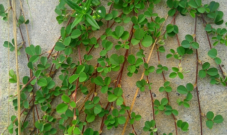 clover plants climbing a white wall 