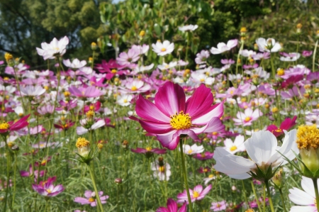 Pink and white flower garden with selective focusの素材