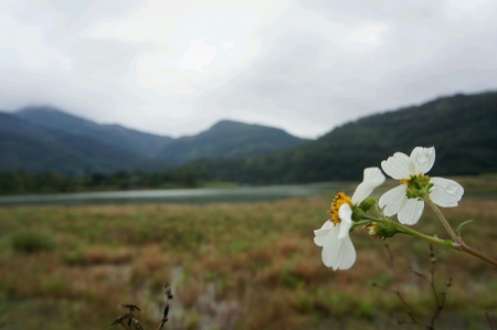 White flower close up view with selective focus on landscape background の素材