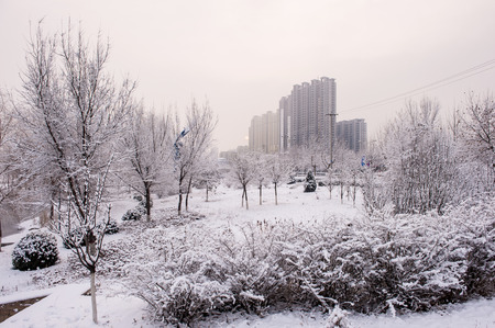 Snow scenery and rime in the parkの写真素材