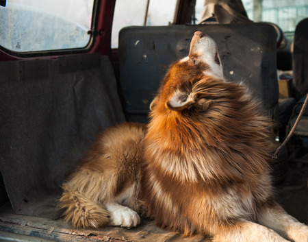 Alaska sled dog