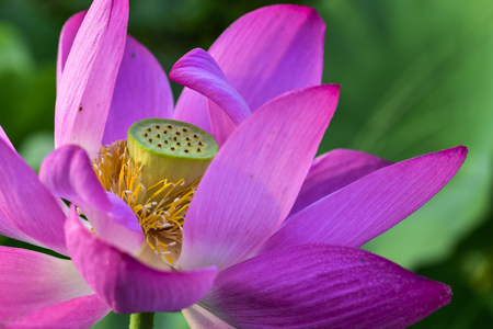 A blooming lotusの写真素材