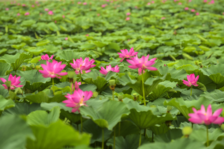 Lotus flowers blooming in the pondの写真素材
