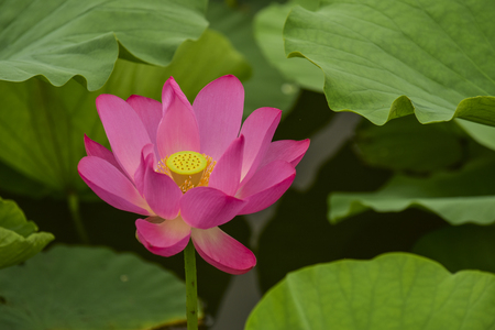 Lotus flowers blooming in the riverの写真素材