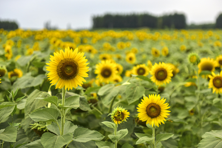 Sunflowers growing in farmlandの写真素材