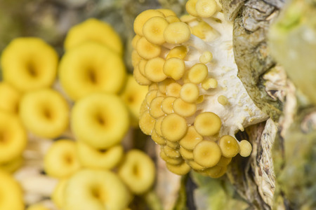 Yellow mushrooms in farmsの写真素材
