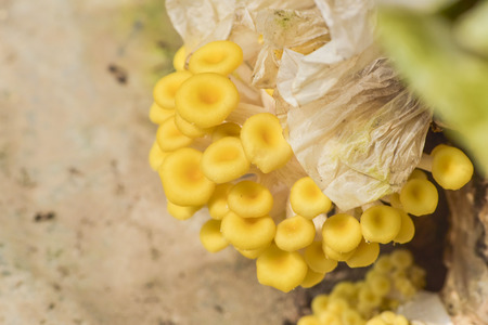 Yellow mushrooms in farmsの写真素材