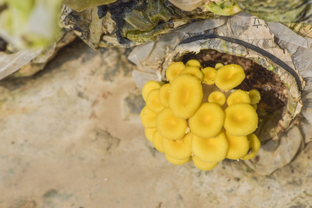 Yellow mushrooms in farmsの写真素材