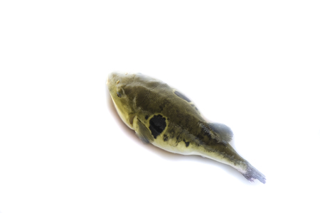 Puffer fish in farmsの写真素材