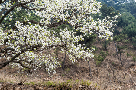 Pear trees bloom in springの写真素材