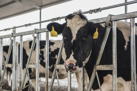 Milking equipment and farmed milk in dairy farmsのeditorial素材
