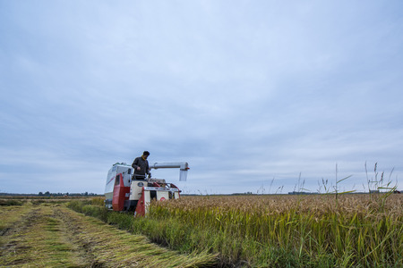 Rural rice field harvesters are harvesting rice. October 20, 2016, Luannan County, Tangshan City,...